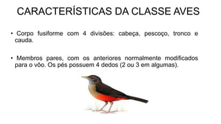CARACTERÍSTICAS DA CLASSE AVES
• Corpo fusiforme com 4 divisões: cabeça, pescoço, tronco e
cauda.
• Membros pares, com os anteriores normalmente modificados
para o vôo. Os pés possuem 4 dedos (2 ou 3 em algumas).
 