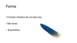 Forma
• Formato cilíndrico de um tubo oco;
• São leves;
• β-queratina;
 