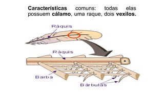 Características comuns: todas elas
possuem cálamo, uma raque, dois vexilos.
 