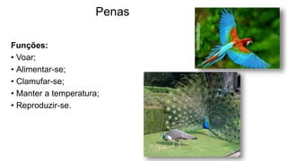 Penas
Funções:
• Voar;
• Alimentar-se;
• Clamufar-se;
• Manter a temperatura;
• Reproduzir-se.
 