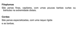 Filoplumas
São penas finas, capilares, com umas poucas barbas curtas ou
bárbulas na extremidade distais.
Cerdas
São penas especializadas, com uma raque rígida
e as barbas.
 