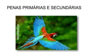 PENAS PRIMÁRIAS E SECUNDÁRIAS
 