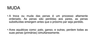 MUDA
• A troca ou muda das penas é um processo altamente
ordenado. As penas são perdidas aos pares, as penas
substituídas emergem antes que o próximo par seja perdido.
• Aves aquáticas como: pato, ganso, e outras, perdem todas as
suas penas (primárias) simultaneamente.
 