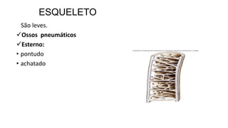 ESQUELETO
São leves.
Ossos pneumáticos
Esterno:
• pontudo
• achatado
 