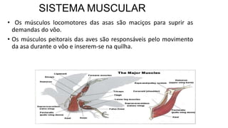 SISTEMA MUSCULAR
• Os músculos locomotores das asas são maciços para suprir as
demandas do vôo.
• Os músculos peitorais das aves são responsáveis pelo movimento
da asa durante o vôo e inserem-se na quilha.
 