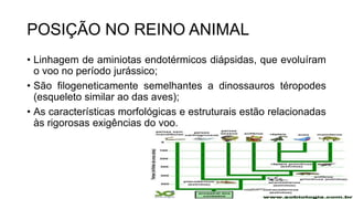 POSIÇÃO NO REINO ANIMAL
• Linhagem de aminiotas endotérmicos diápsidas, que evoluíram
o voo no período jurássico;
• São filogeneticamente semelhantes a dinossauros téropodes
(esqueleto similar ao das aves);
• As características morfológicas e estruturais estão relacionadas
às rigorosas exigências do voo.
 