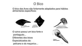 O Bico
O bico das Aves são fortemente adaptados para hábitos
alimentares específicos:
O corvo possui um bico forte e
pontiagudo...
Diferentes dos bicos
Especializados do:
pelicano e do maçarico...
 