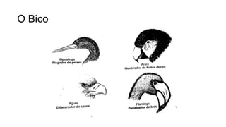 O Bico
 