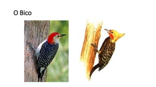 O Bico
 
