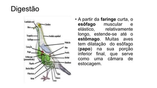 Digestão
• A partir da faringe curta, o
esôfago muscular e
elástico, relativamente
longo, estende-se até o
estômago. Muitas aves
tem dilatação do esôfago
(papo) na sua porção
inferior final, que serve
como uma câmara de
estocagem.
 