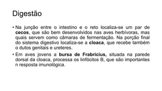 Digestão
• Na junção entre o intestino e o reto localiza-se um par de
cecos, que são bem desenvolvidos nas aves herbívoras, mas
quais servem como câmaras de fermentação. Na porção final
do sistema digestivo localiza-se a cloaca, que recebe também
o dutos genitais e ureteres.
• Em aves jovens a bursa de Frabricius, situada na parede
dorsal da cloaca, processa os linfócitos B, que são importantes
n resposta imunológica.
 