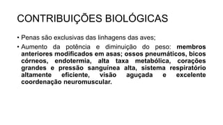 CONTRIBUIÇÕES BIOLÓGICAS
• Penas são exclusivas das linhagens das aves;
• Aumento da potência e diminuição do peso: membros
anteriores modificados em asas; ossos pneumáticos, bicos
córneos, endotermia, alta taxa metabólica, corações
grandes e pressão sanguínea alta, sistema respiratório
altamente eficiente, visão aguçada e excelente
coordenação neuromuscular.
 