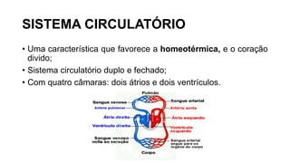 SISTEMA CIRCULATÓRIO
• Uma característica que favorece a homeotérmica, e o coração
divido;
• Sistema circulatório duplo e fechado;
• Com quatro câmaras: dois átrios e dois ventrículos.
 