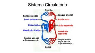 Sistema Circulatório
 