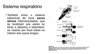 Sistema respiratório
• Também único o sistema
extensível de nove sacos
aéreos interconectados, que
se localizam aos pares no
tórax e abdome e estendem-
se mesmo por finos tubos no
interior dos ossos longos.
 