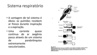 Sistema respiratório
• A vantagem de tal sistema é
óbvia: os pulmões recebem
ar fresco durante inspiração
e a expiração.
• Uma corrente quase
contínua de ar oxigênio
passa através de um sistema
de parabrônquios
extremamente
vascularizados.
 