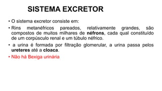 SISTEMA EXCRETOR
• O sistema excretor consiste em:
• Rins metanéfricos pareados, relativamente grandes, são
compostos de muitos milhares de néfrons, cada qual constituído
de um corpúsculo renal e um túbulo néfrico.
• a urina é formada por filtração glomerular, a urina passa pelos
ureteres até a cloaca.
• Não há Bexiga urinária
 