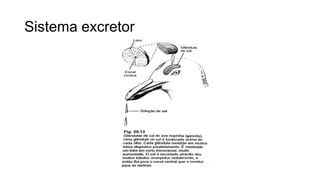 Sistema excretor
 