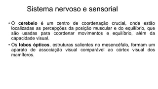 Sistema nervoso e sensorial
• O cerebelo é um centro de coordenação crucial, onde estão
localizadas as percepções da posição muscular e do equilíbrio, que
são usadas para coordenar movimentos e equilíbrio, além da
capacidade visual.
• Os lobos ópticos, estruturas salientes no mesencéfalo, formam um
aparato de associação visual comparável ao córtex visual dos
mamíferos.
 