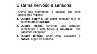 Sistema nervoso e sensorial
• Como nos mamíferos, o ouvidos das aves
possui três regiões:
1. Ouvido externo, um canal condutor que se
estende até o tímpano;
2. Ouvido médio, contendo uma estrutura
semelhante a uma haste, a columela, que
transmite vibrações;
3. Ouvido interno, onde está localizado a
cóclea, órgão da audição.
 