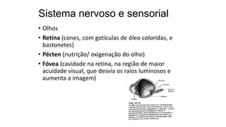 Sistema nervoso e sensorial
• Olhos
• Retina (cones, com gotículas de óleo coloridas, e
bastonetes)
• Pécten (nutrição/ oxigenação do olho)
• Fóvea (cavidade na retina, na região de maior
acuidade visual, que desvia os raios luminosos e
aumenta a imagem)
 