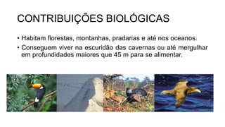 CONTRIBUIÇÕES BIOLÓGICAS
• Habitam florestas, montanhas, pradarias e até nos oceanos.
• Conseguem viver na escuridão das cavernas ou até mergulhar
em profundidades maiores que 45 m para se alimentar.
 