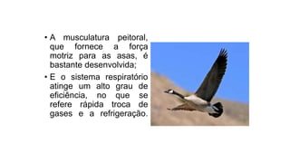 • A musculatura peitoral,
que fornece a força
motriz para as asas, é
bastante desenvolvida;
• E o sistema respiratório
atinge um alto grau de
eficiência, no que se
refere rápida troca de
gases e a refrigeração.
 