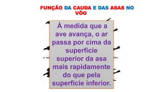 FUNÇÃO DA CAUDA E DAS ASAS NO
VÔO
À medida que a
ave avança, o ar
passa por cima da
superfície
superior da asa
mais rapidamente
do que pela
superfície inferior.
 