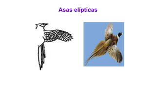 Asas elípticas
 