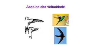 Asas de alta velocidade
 