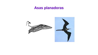 Asas planadoras
 