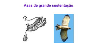 Asas de grande sustentação
 