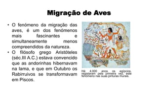 Migração de Aves
Há 4.000 anos os egípcios,
registaram pela primeira vez, este
fenómeno nas suas pinturas murais.
• O fenómeno da migração das
aves, é um dos fenómenos
mais fascinantes e
simultaneamente menos
compreendidos da natureza.
• O filósofo grego Aristóteles
(séc.III A.C.) estava convencido
que as andorinhas hibernavam
na lama, e que em Outubro os
Rabirruivos se transformavam
em Piscos.
 