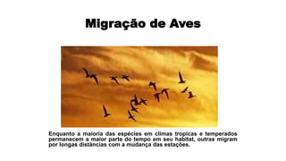 Migração de Aves
Enquanto a maioria das espécies em climas tropicas e temperados
permanecem a maior parte do tempo em seu habitat, outras migram
por longas distâncias com a mudança das estações.
 
