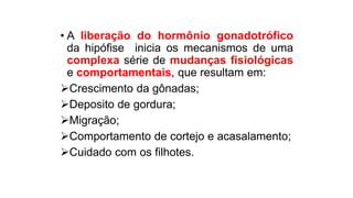 • A liberação do hormônio gonadotrófico
da hipófise inicia os mecanismos de uma
complexa série de mudanças fisiológicas
e comportamentais, que resultam em:
Crescimento da gônadas;
Deposito de gordura;
Migração;
Comportamento de cortejo e acasalamento;
Cuidado com os filhotes.
 