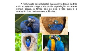 A maturidade sexual destas aves ocorre depois de três
anos, e, quando chega a época da reprodução, as araras
formam casais, a fêmea põe de dois a três ovos e a
incubação dura mais ou menos 28 dias.
 