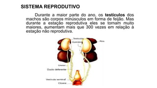 SISTEMA REPRODUTIVO
Durante a maior parte do ano, os testículos dos
machos são corpos minúsculos em forma de feijão. Mas
durante a estação reprodutiva eles se tornam muito
maiores, aumentam mais que 300 vezes em relação à
estação não reprodutiva.
 