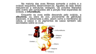 Na maioria das aves fêmeas somente o ovário e o
oviduto esquerdos desenvolvem-se. Aqueles do lado direito
reduzem-se a estruturas vestigiais. Os ovócitos liberados
pelo ovário são conduzidos até a porção final expandida do
oviduto, o infundíbulo.
Enquanto os ovos estão descendo pelo oviduto, a
albumina, ou clara do ovo, proveniente de glândulas
especiais, é adicionada a eles, assim como a membrana da
casca, a casca e os pigmentos da casca também são
secretados sobre os ovos.
 