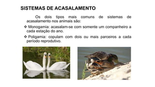 SISTEMAS DE ACASALAMENTO
Os dois tipos mais comuns de sistemas de
acasalamento nos animais são:
 Monogamia: acasalam-se com somente um companheiro a
cada estação do ano.
 Poligamia: copulam com dois ou mais parceiros a cada
período reprodutivo.
 