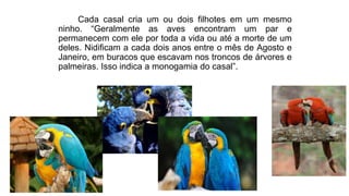 Cada casal cria um ou dois filhotes em um mesmo
ninho. “Geralmente as aves encontram um par e
permanecem com ele por toda a vida ou até a morte de um
deles. Nidificam a cada dois anos entre o mês de Agosto e
Janeiro, em buracos que escavam nos troncos de árvores e
palmeiras. Isso indica a monogamia do casal”.
 