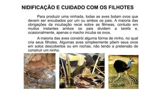 NIDIFICAÇÃO E CUIDADO COM OS FILHOTES
Para produzir uma ninhada, todas as aves botam ovos que
devem ser encubados por um ou ambos os pais. A maioria das
obrigações da incubação recai sobre as fêmeas, contudo em
muitos instantes ambos os pais dividem a tarefa e,
ocasionalmente, apenas o macho incuba os ovos.
A maioria das aves constrói alguma forma de ninho, no qual
cria seus filhotes. Algumas aves simplesmente põem seus ovos
em solos descobertos ou em rochas, não tendo a pretensão de
construir um ninho.
CASUARTENTILHÃO
 