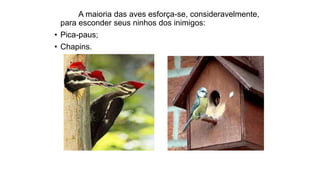 A maioria das aves esforça-se, consideravelmente,
para esconder seus ninhos dos inimigos:
• Pica-paus;
• Chapins.
 
