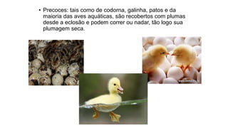 • Precoces: tais como de codorna, galinha, patos e da
maioria das aves aquáticas, são recobertos com plumas
desde a eclosão e podem correr ou nadar, tão logo sua
plumagem seca.
 