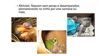 • Altriciais: Nascem sem penas e desamparados,
permanecendo no ninho por uma semana ou
mais.
 