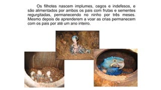 Os filhotes nascem implumes, cegos e indefesos, e
são alimentados por ambos os pais com frutas e sementes
regurgitadas, permanecendo no ninho por três meses.
Mesmo depois de aprenderem a voar as crias permanecem
com os pais por até um ano inteiro.
 