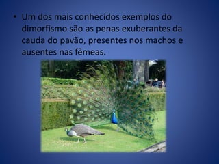 • Um dos mais conhecidos exemplos do 
dimorfismo são as penas exuberantes da 
cauda do pavão, presentes nos machos e 
ausentes nas fêmeas. 
 