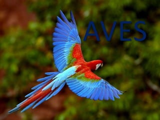 AVES 
 