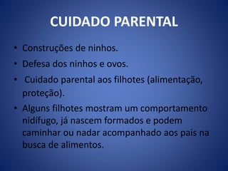 CUIDADO PARENTAL 
• Construções de ninhos. 
• Defesa dos ninhos e ovos. 
• Cuidado parental aos filhotes (alimentação, 
proteção). 
• Alguns filhotes mostram um comportamento 
nidífugo, já nascem formados e podem 
caminhar ou nadar acompanhado aos pais na 
busca de alimentos. 
 