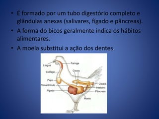 • É formado por um tubo digestório completo e 
glândulas anexas (salivares, fígado e pâncreas). 
• A forma do bicos geralmente indica os hábitos 
alimentares. 
• A moela substitui a ação dos dentes. 
 