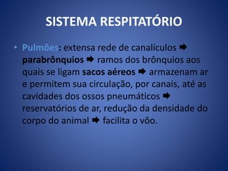 SISTEMA RESPITATÓRIO 
• Pulmões: extensa rede de canalículos  
parabrônquios  ramos dos brônquios aos 
quais se ligam sacos aéreos  armazenam ar 
e permitem sua circulação, por canais, até as 
cavidades dos ossos pneumáticos  
reservatórios de ar, redução da densidade do 
corpo do animal  facilita o vôo. 
 